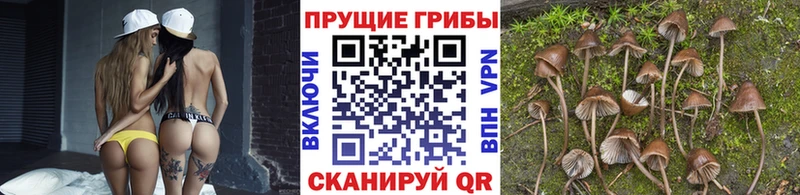 Купить  Ардон  Галлюциногенные грибы Psilocybine cubensis 